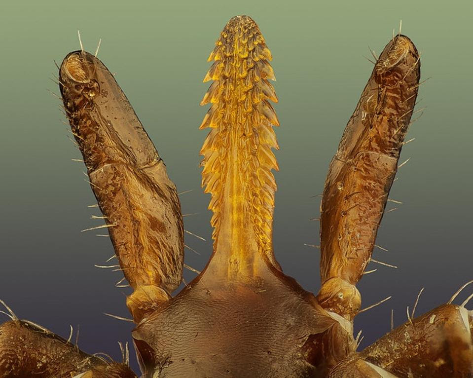 Ixodes sp. Hypostome and Palps