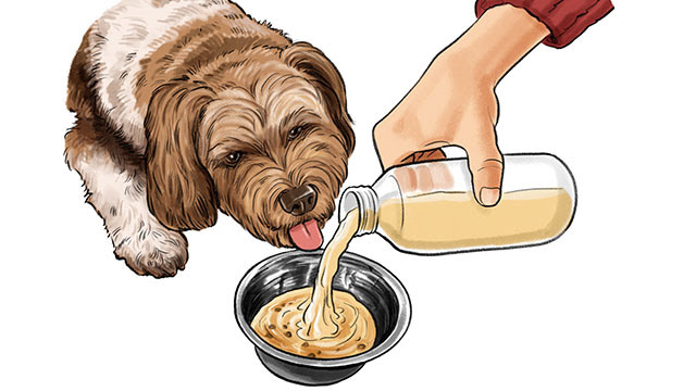 3 Toxic Foods For Dogs: The One Meat You Should Never Feed your Dog