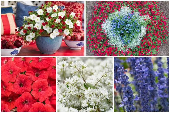 Red, white, and blue flowers