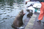 Fisherman feeding a Steller sea lion.