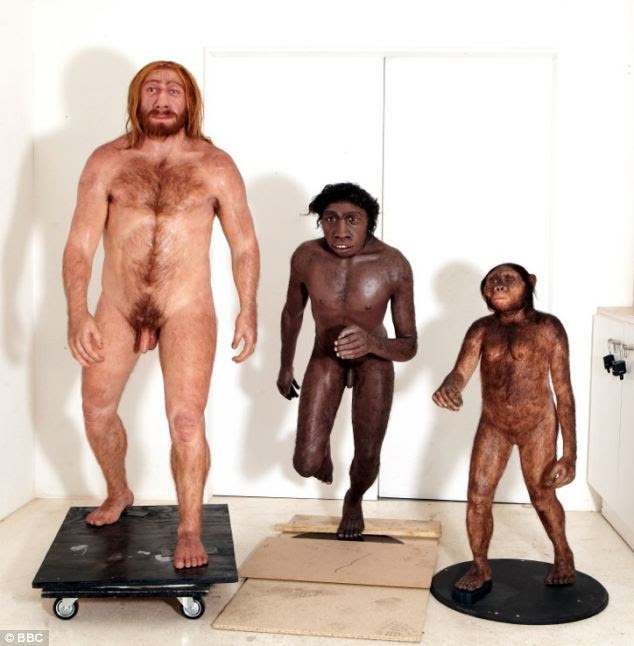 Australopithecus Afarensis, Homo Erectus and Neanderthal man recreated as 3D models for the BBC's latest show, which airs every night this week.
