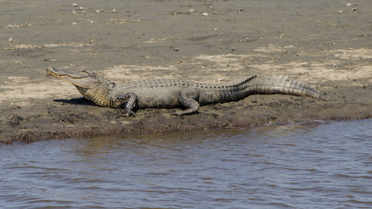 Alligator at Bear Island