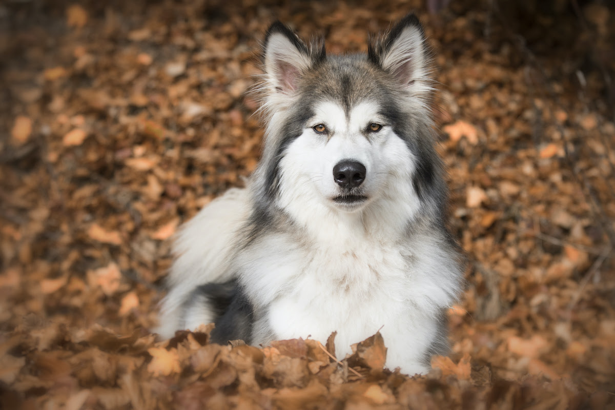 are huskies violent dogs