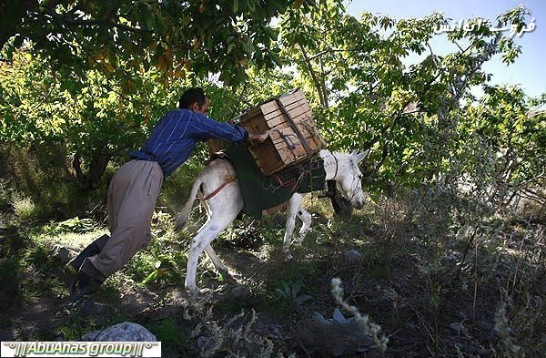 موسم قطف التفاح في جبال دماوند