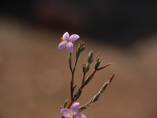 Canscora stricta Sedgw.