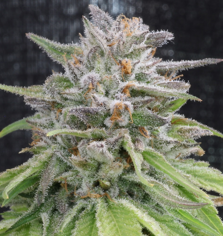 Romulan - Romulan Genetics - ACE Seeds