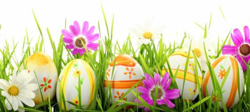 row_of_eggs_daisies.jpg