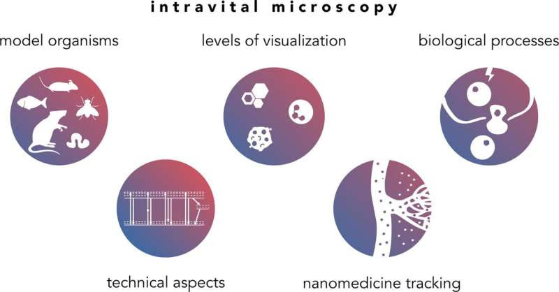 Using a patient's immune cells to prevent the spread of cancer