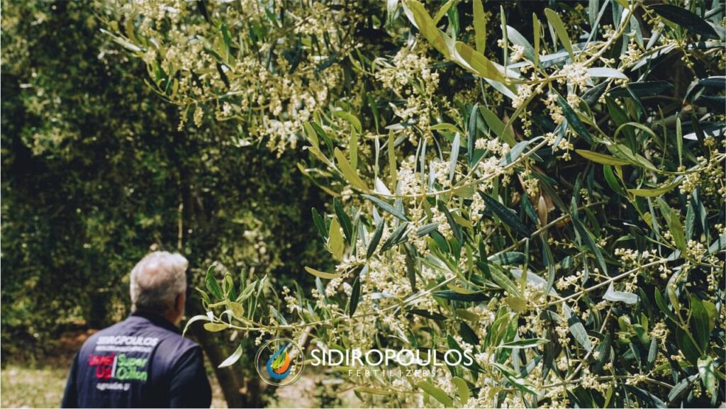 Βερτιτσιλιο στην ελια,βερτιτσιλιο,φαρμακο για το βερτιτσιλιο,βερτιτσιλιο αντιμετωπιση,βερτιτσιλιο στην ελια, Βερτισίλιο,Sidiropoulos fertilizers, Organic max, Οργανικη ουσία,σιδηροπουλος λιπασματα διαφυλλικα λιπασματα, λιπασματα,λιπασμα, διαφυλλικο λιπασμα