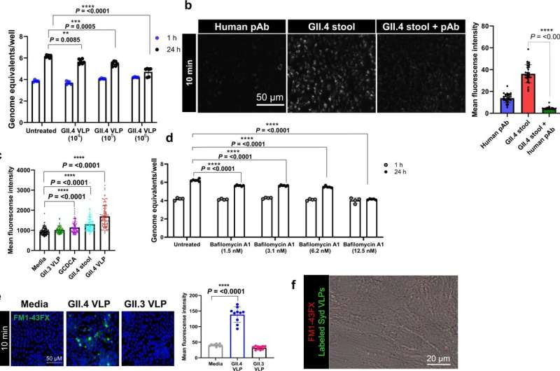 Human norovirus GII.4 exploits unexpected entry mechanism to cause gastroenteritis