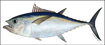 Bigeye tuna illustration