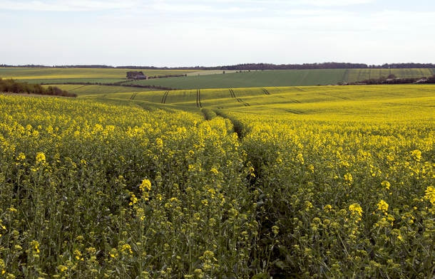 Estudo britânico liga sumiço de abelhas ao uso de pesticida