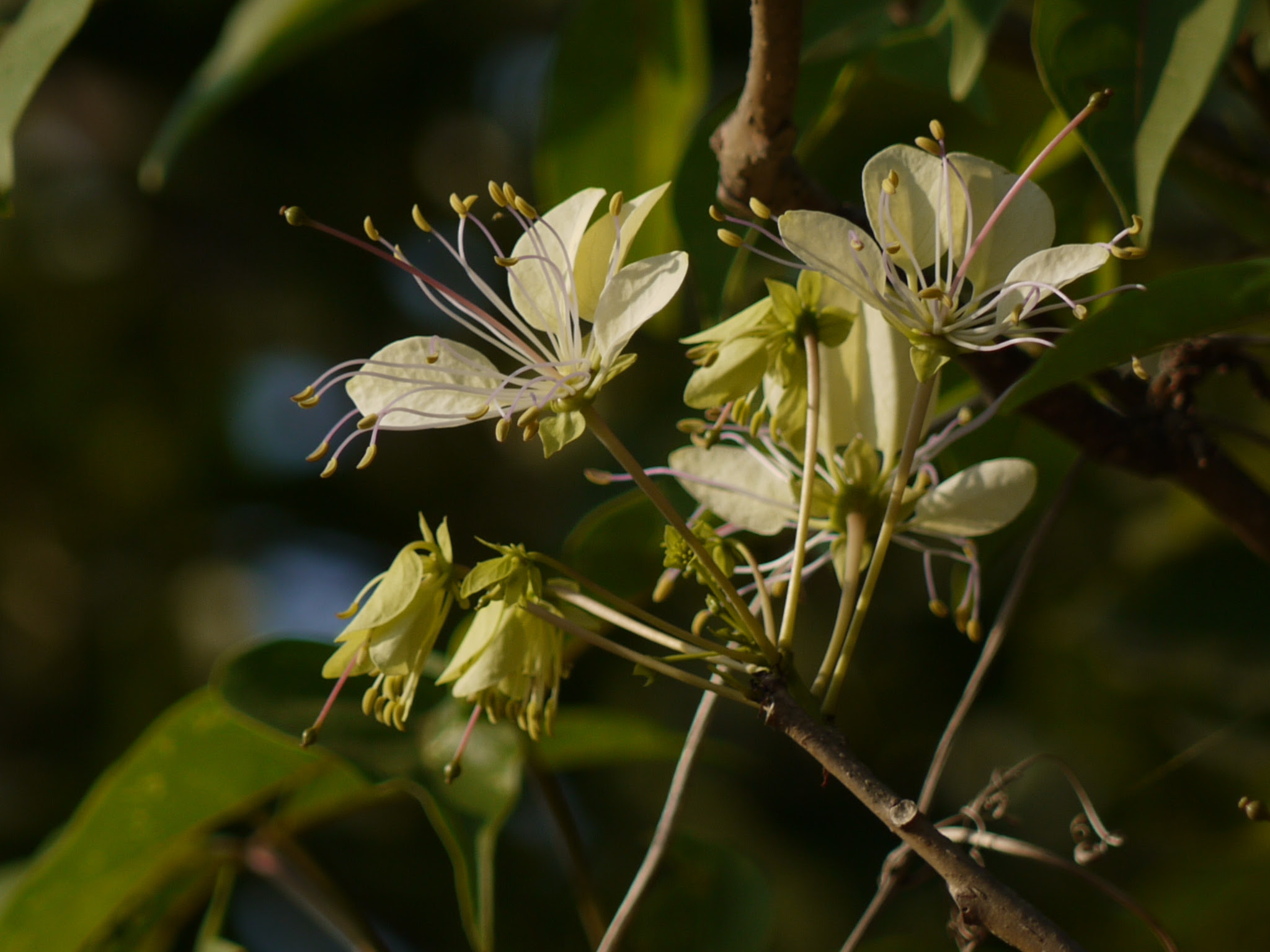 Crateva adansonii subsp. odora (Buch.-Ham.) Jacobs ... FOR VALIDATION