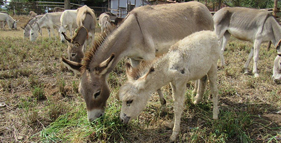 A mother donkey and her foal graze at their sanctuary home in the Nilgiri Hills.
