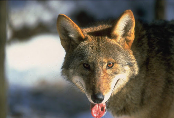 Red Wolf image Red Wolf image