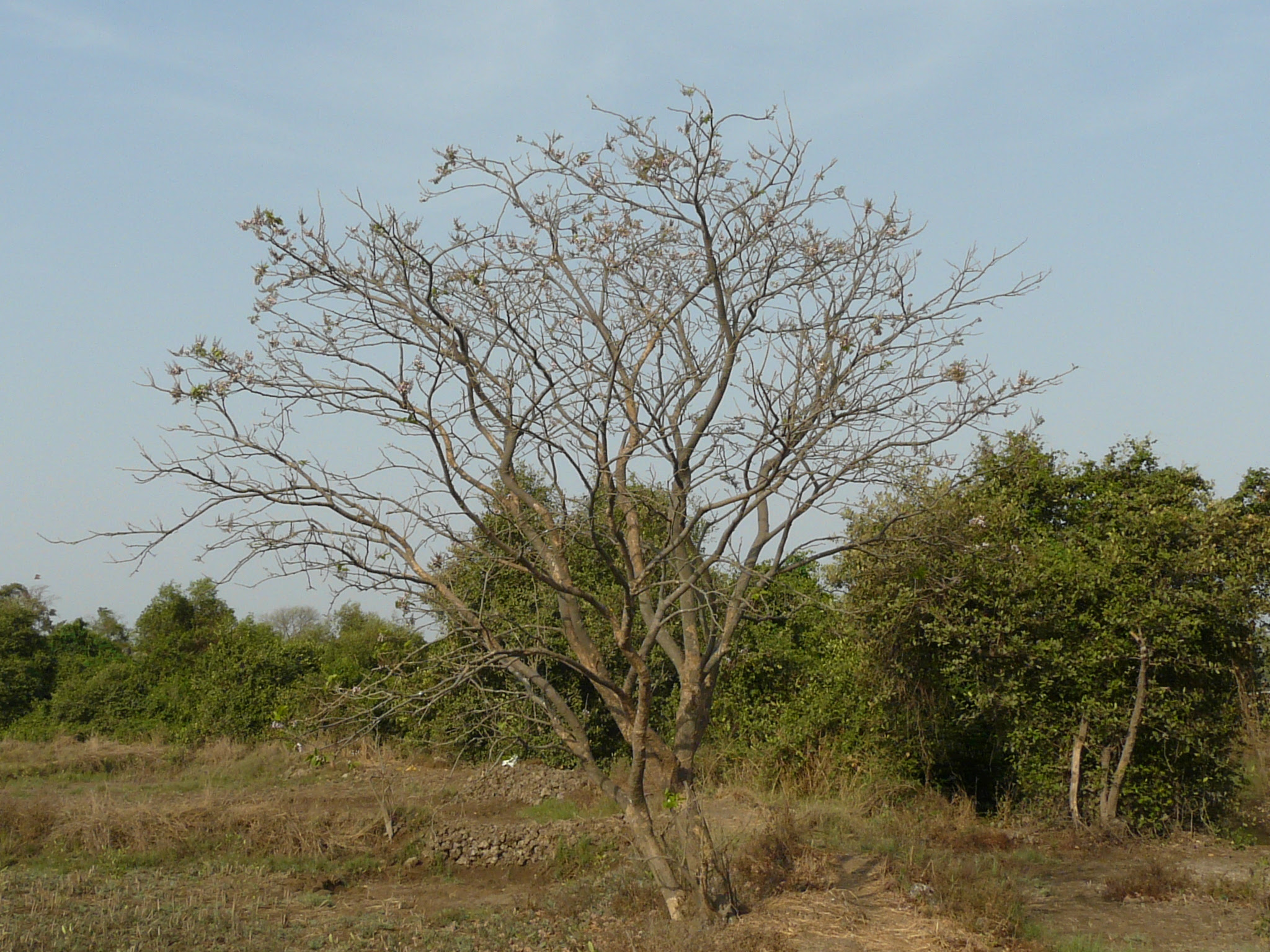 Millettia pinnata (L.) Panigrahi