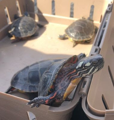 four colorful turtles in an animal carrier