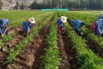 Comex Perú: sector agrícola, especialmente el no tradicional, vuelve a sacar la cara por el país