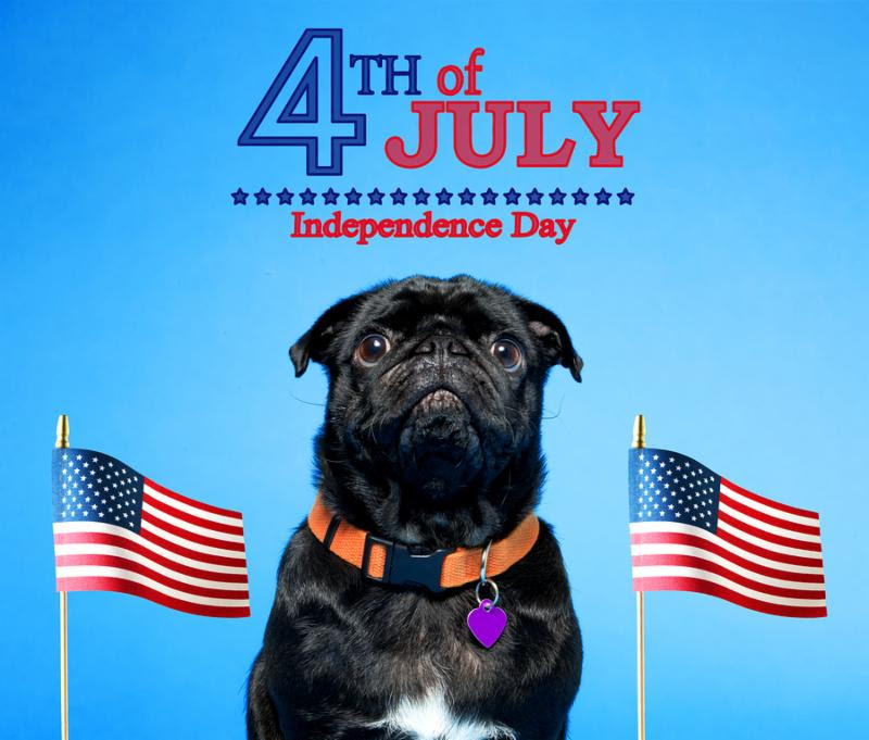 Black pug with an American flag on the fourth of July