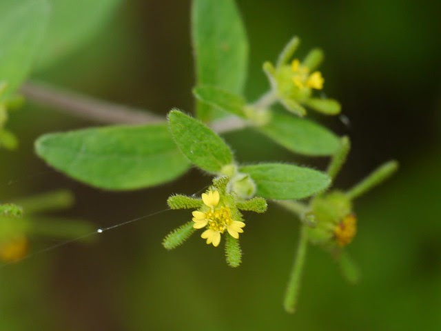 Sigesbeckia orientalis L.