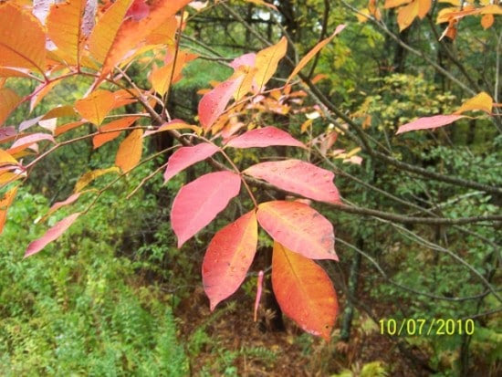 poison sumac in the fall red leaves