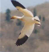cc-snowgoose.jpg (3140 bytes)