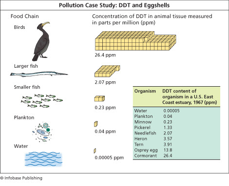 Pollution Case Study: DDT and Eggshells