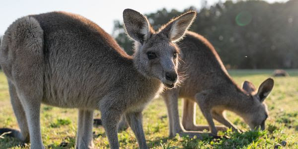 Two young kangaroos in the wild. One is facing the camera and the other's face is in the grass.