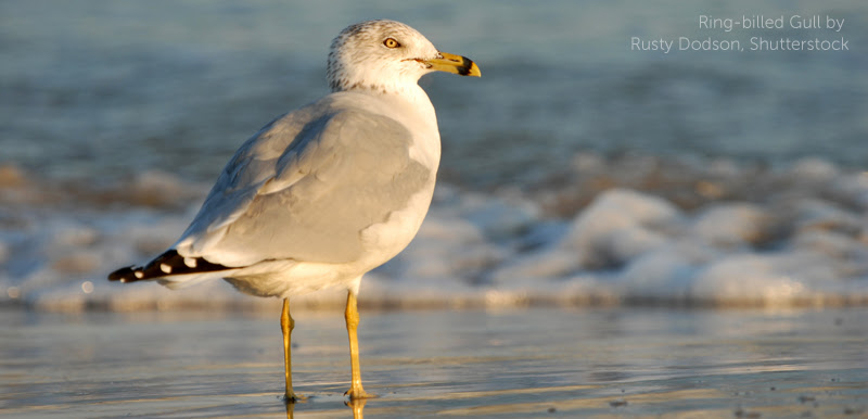 image of Ring-billed Gull by Rusty Dodson, Shutterstock.