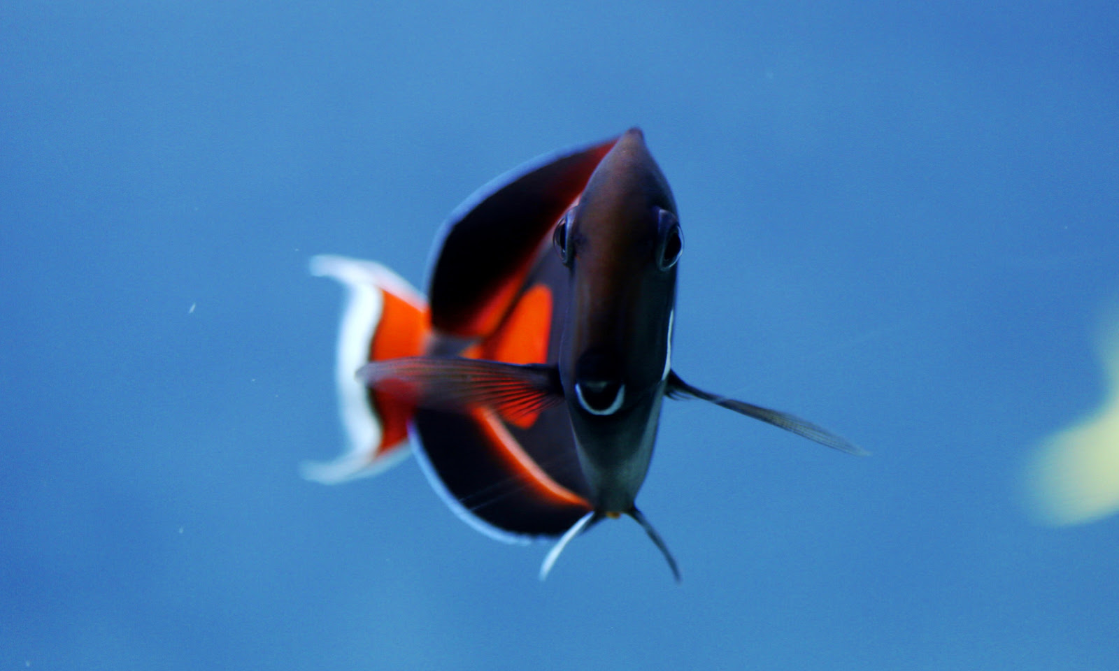 Achilles tang have flat, teardrop-shaped bodies typical for tang.