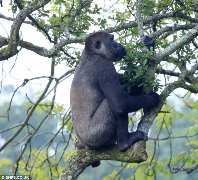 Foraging: Scouring the branches Alf feasts on the tasty autumnal treats