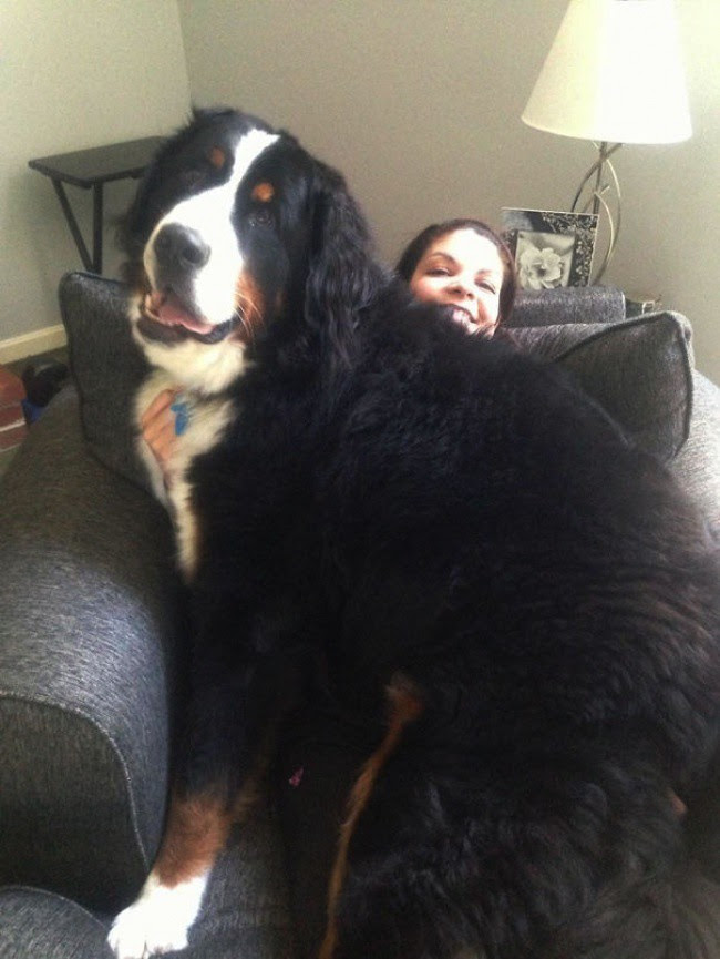 20 больших собак,которые забыли,что они большие большие, собаки