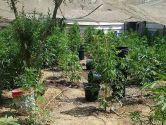 Illegal marijuana nursery.