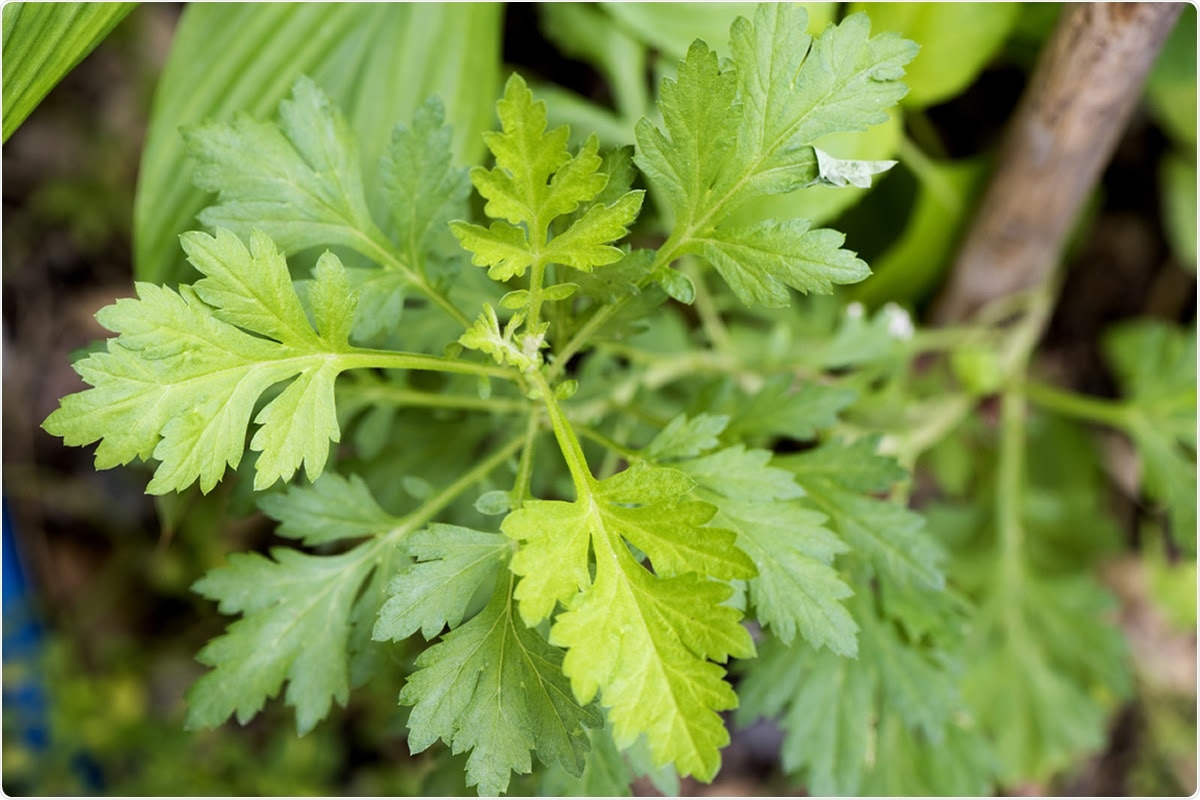 Study: Artemisia annua L. extracts prevent in vitro replication of SARS-CoV-2. Image Credit: wasanajai / Shutterstock