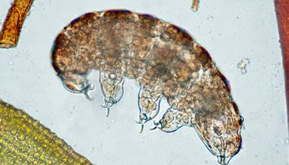 High Temperatures Might Be Water Bears’ Achilles Heel  image