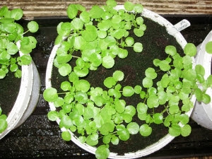 Young watercress plants from cuttings, in recycled buckets on a grow bag tray. Easy to ensure they don't go short of moisture they need to grow well. Young watercress plants from cuttings, in recycled buckets on a grow bag tray. Easy to ensure they don't go short of moisture they need to grow well.