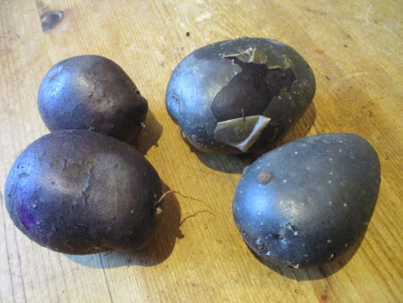 Purple Majesty left showing its violet-purple flesh colour - with the deeper-coloured indigo blue-black Blaue Annaliese on right