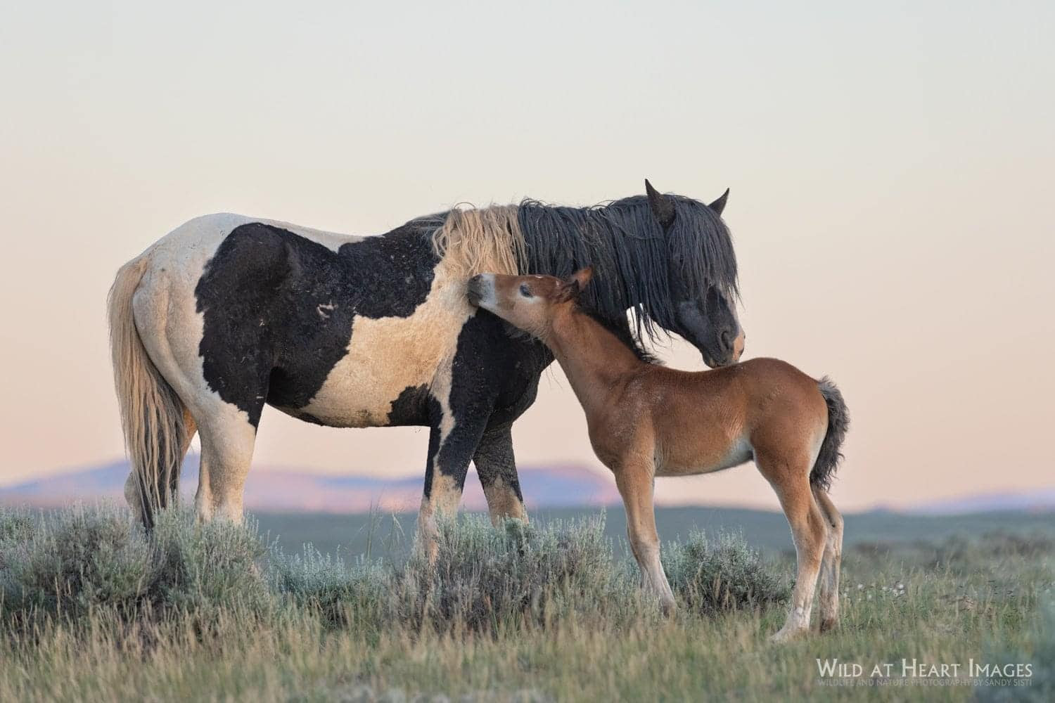 Several mustangs stand grazing in a field