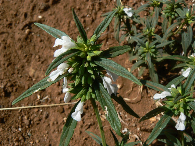 Leucas aspera