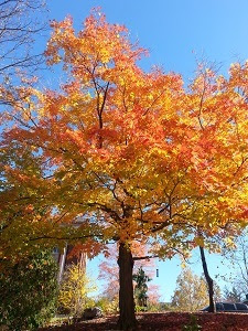 A bright red tree, changing color in the Autumn.