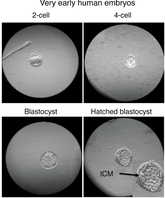 very early human embryos, totipotent stem cells