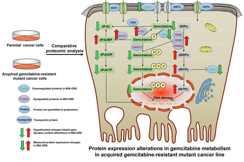 Researchers identify key metabolic regulators of drug resistance in the fight against pancreatic cancer