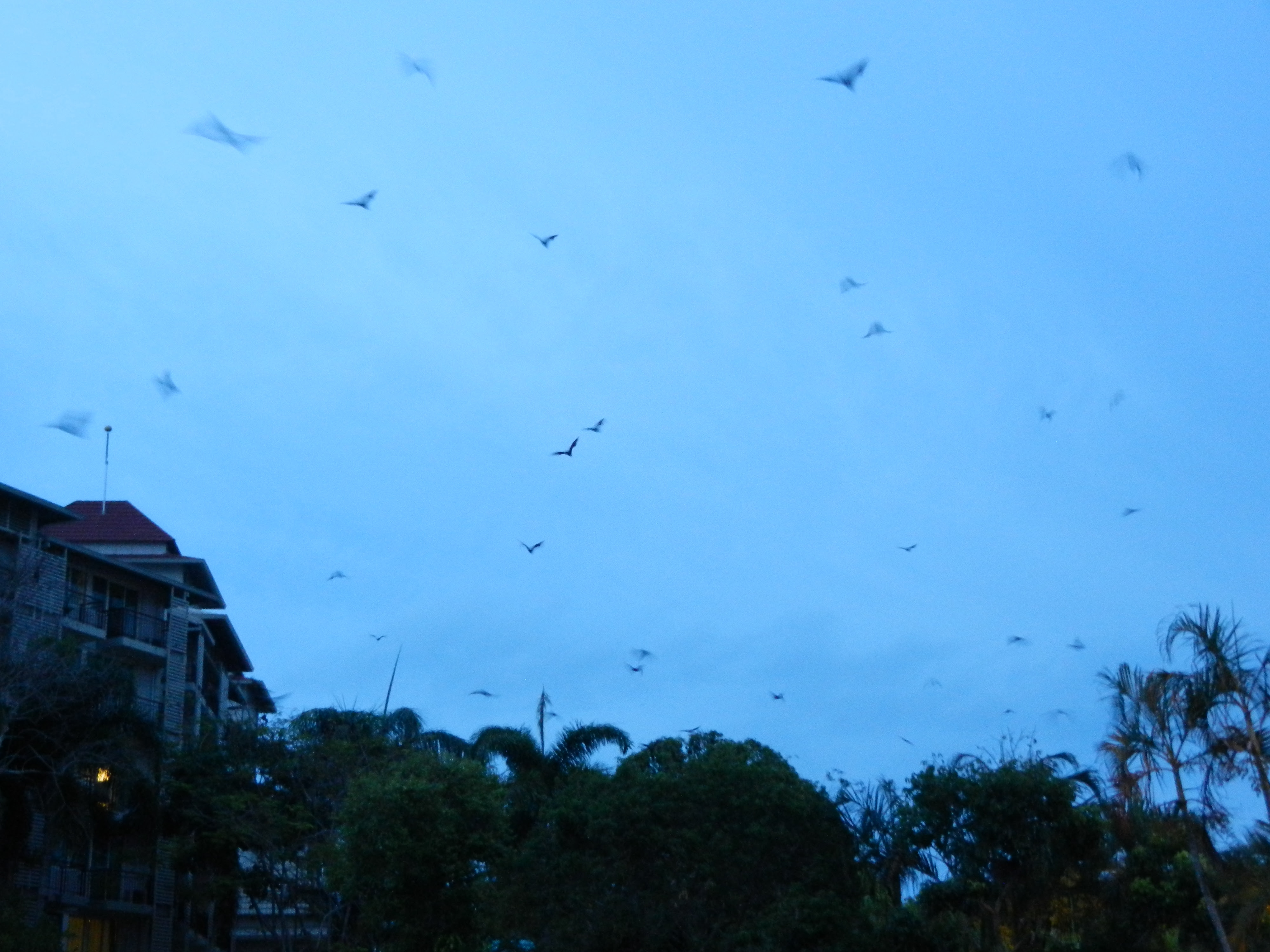 Night sky filled with flying foxes flying through the sky.