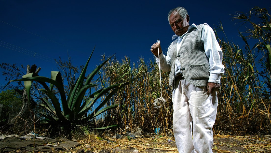 Aumentan los roces en la disputa por el maíz transgénico entre EE.UU. y México: ¿y ahora qué?