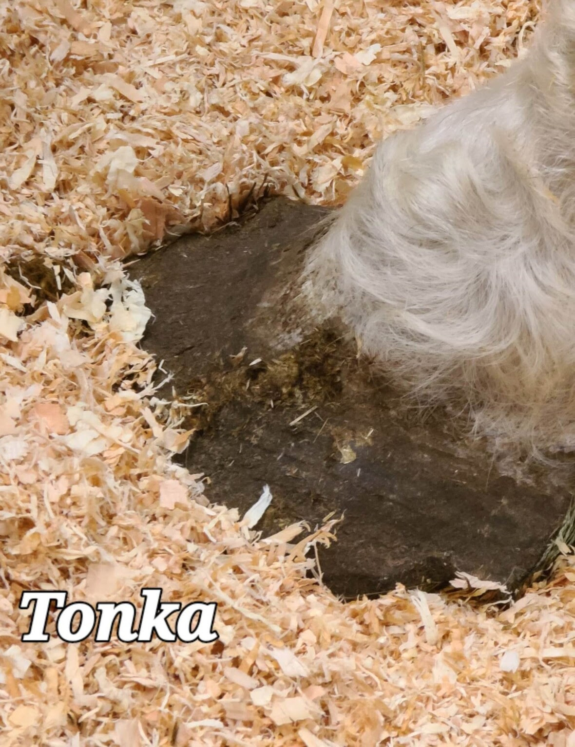 tonka feet