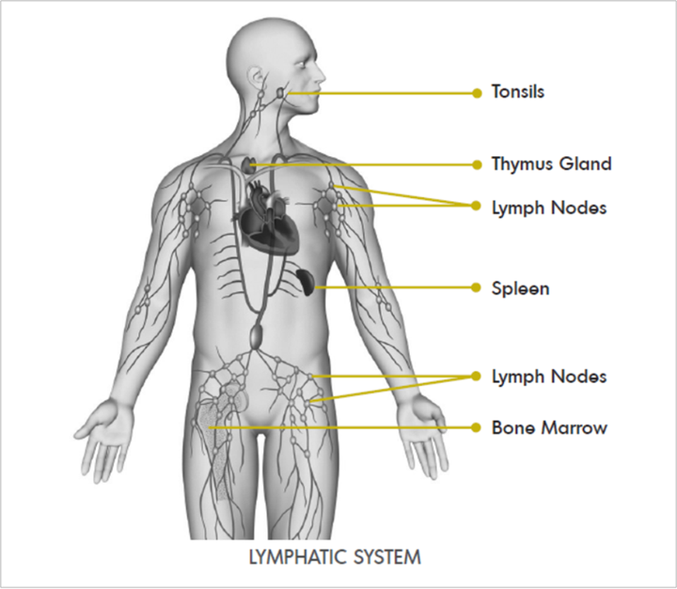 Overview of the lymphatic system.