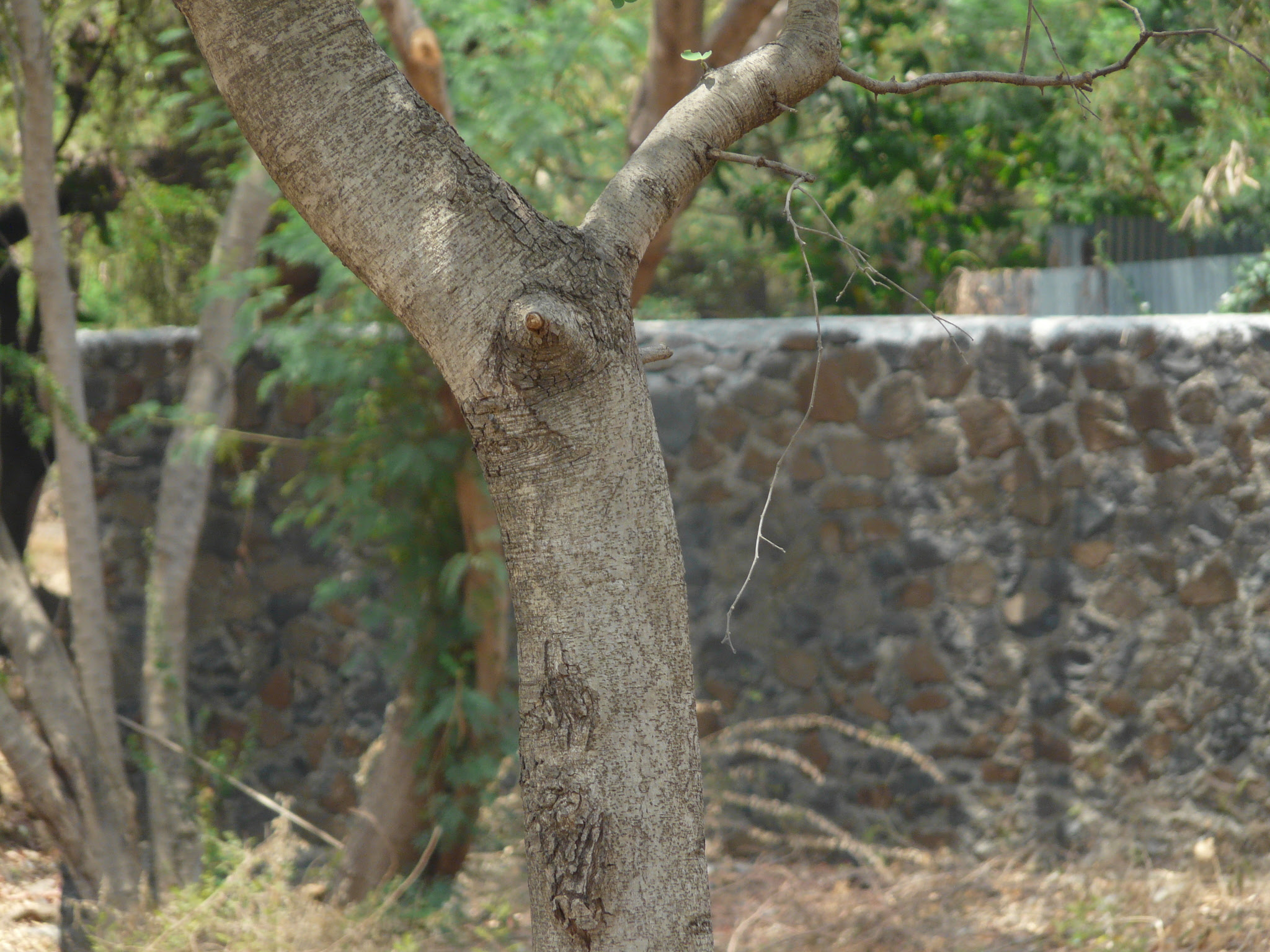 Bauhinia racemosa Lam.