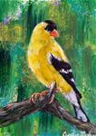 Yellow Finch - Posted on Thursday, February 5, 2015 by Cecelia Blenker