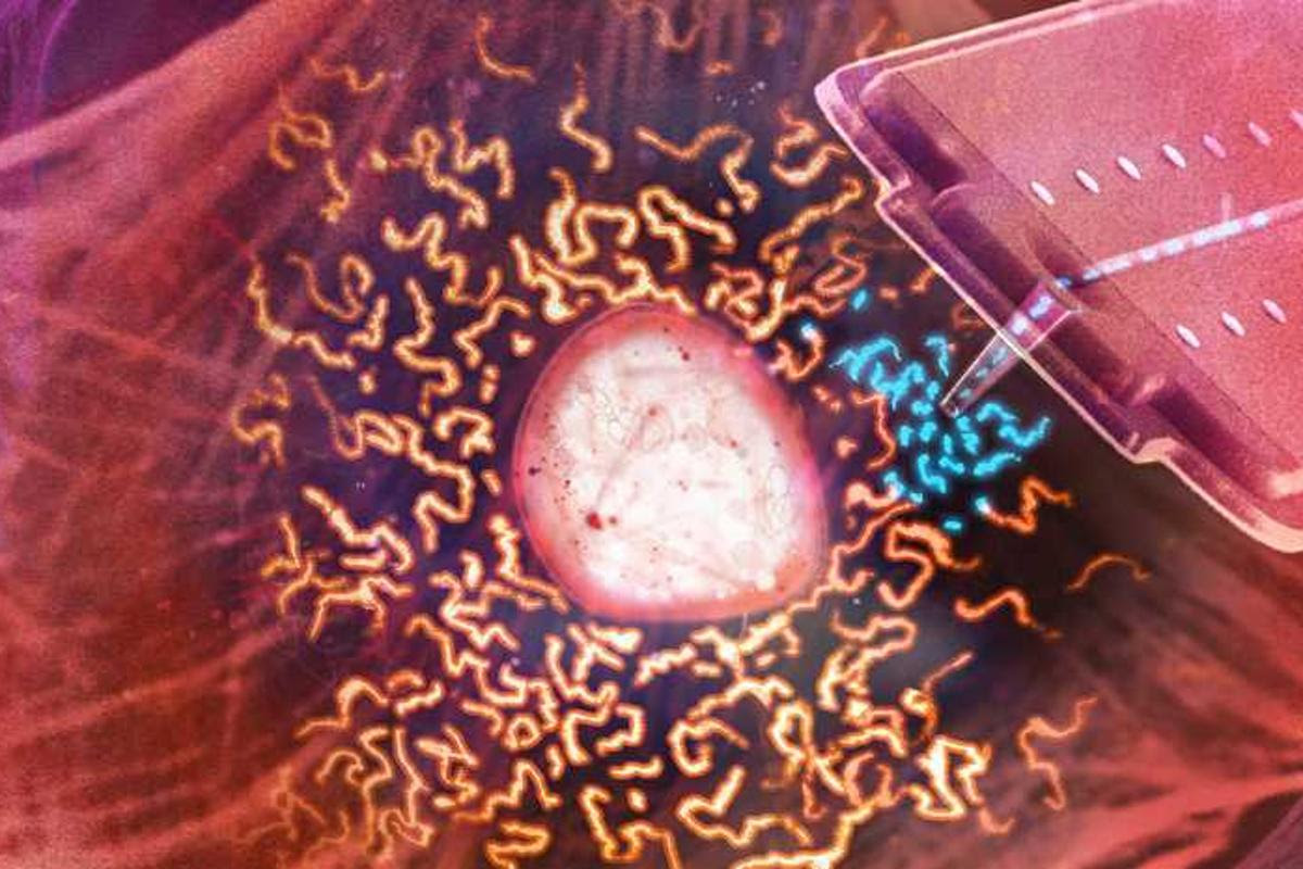 Artist's impression of mitochondrial transplantation using a specially developed syringe