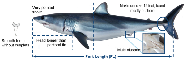Example of short fin mako fork length measurement
